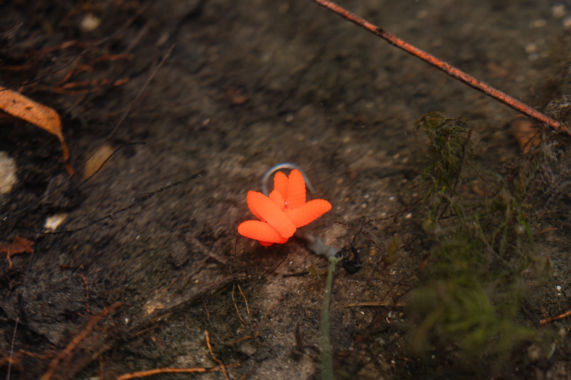 Pop Up Scented Imitation Magots Blood Orange